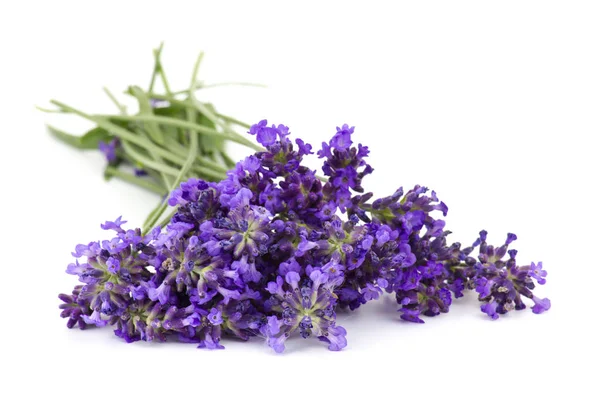 Bunch Lavender Flowers White Background — Stock Photo, Image