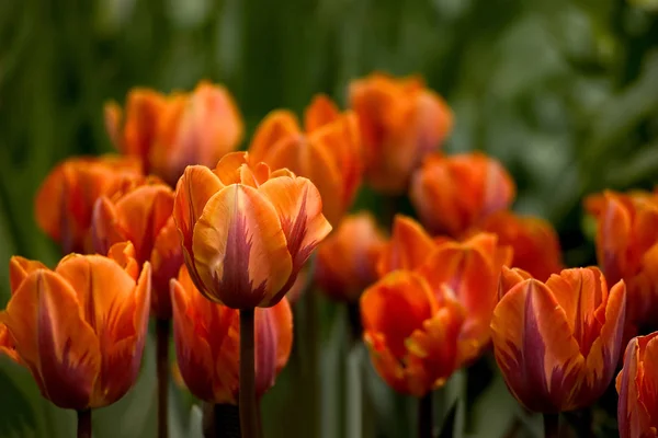 Orangefarbene Tulpen Aus Nächster Nähe — Stockfoto