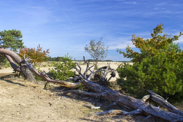 Landschap Nationaal Park Hoge Veluwe — Stockfoto