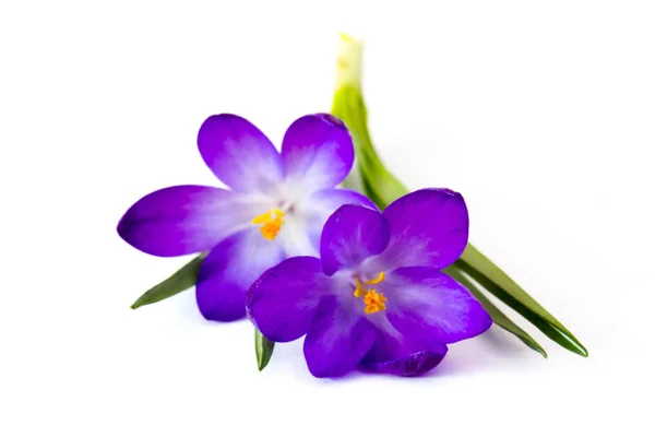 Crocus Egyik Első Tavaszi Virág — Stock Fotó