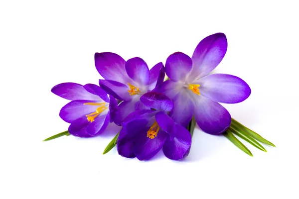 Krokus Eine Der Ersten Frühlingsblumen — Stockfoto