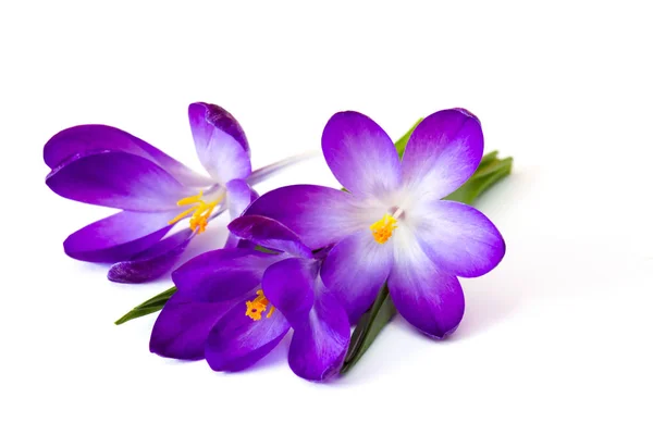 Crocus One First Spring Flowers — Stock Photo, Image