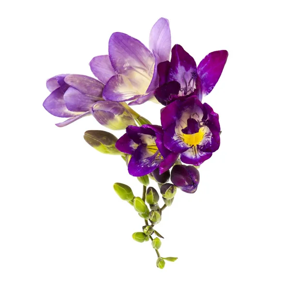 Freesia Floreciente Aislada Sobre Fondo Blanco — Foto de Stock