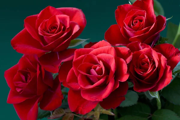 Rosas Rojas Frescas Sobre Fondo Verde — Foto de Stock