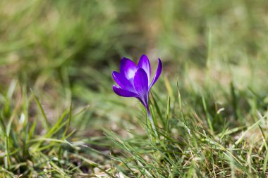 Çiğdem bir ilk bahar çiçekleri