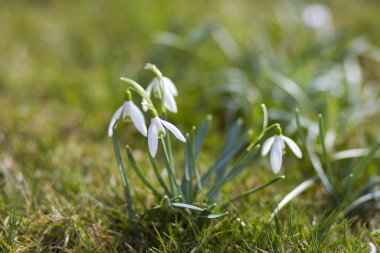 kardelen bir ilk bahar çiçekleri