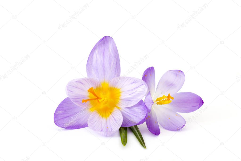 crocus flowers isolated on white background