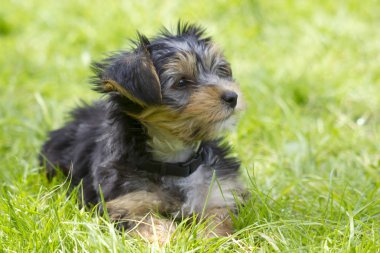 Yeşil çimlerde Yorkshire Teriyeri