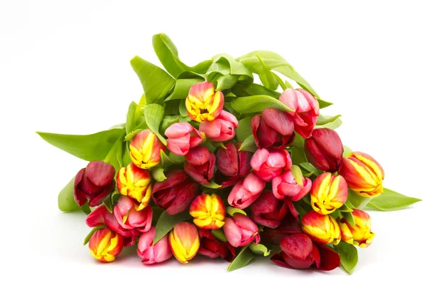 Colourful Tulips Isolated White Background — Stock Photo, Image