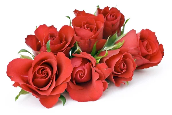Red Roses Isolated White Background — Stock Photo, Image