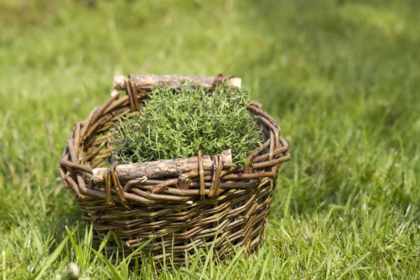 Basket Fresh Thyme Garden — Stock Photo, Image