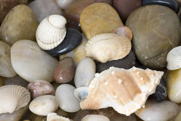 全框架的石头和贝壳 — 图库照片