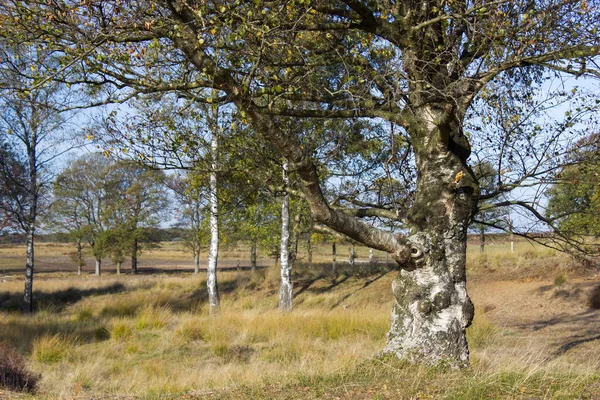 荷兰国家公园霍格 韦卢韦的老桦树 — 图库照片