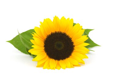 Beyaz arkaplanda izole edilmiş sarı ayçiçeği