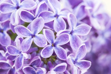 Eflatun çiçekler, seçici odak çiçek açan