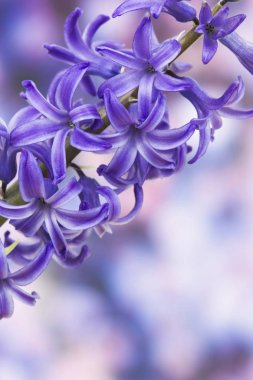 sümbül çiçek, yumuşak odak arka plan çiçeklenme