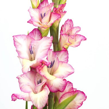 Beyaz arkaplanda izole edilmiş pembe gladiolus