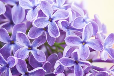 Eflatun çiçekler, seçici odak çiçek açan