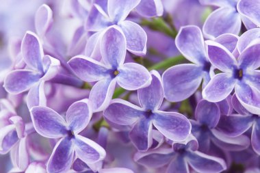 Eflatun çiçekler, seçici odak çiçek açan