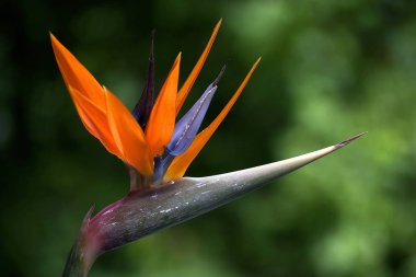 cennet kuşu çiçeği, seçici odak