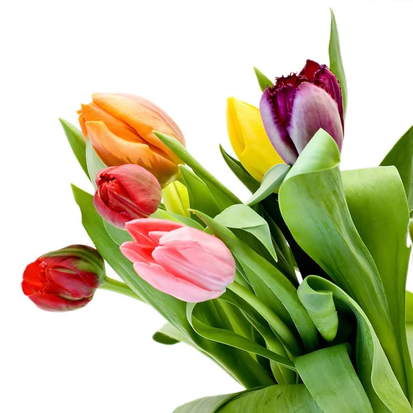 Bouquet Fresh Tulips Isolated White Background — Stock Photo, Image