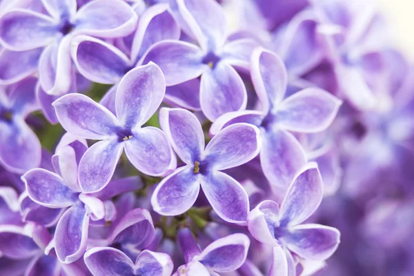 Blooming Lilac Flowers Selective Focus — Stock Photo, Image