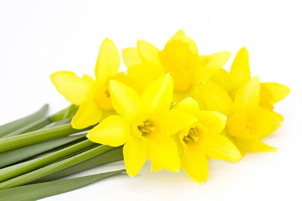 Narcisse Jaune Isolée Sur Fond Blanc — Photo