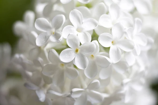 Weiße Blüten Von Flieder Selektiver Fokus — Stockfoto