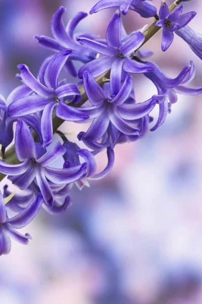 Blommande Hyacint Blommor Mjukt Fokus Bakgrund — Stockfoto