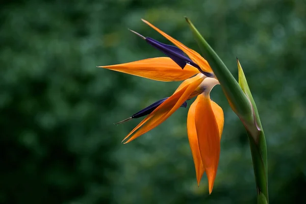 Bird Paradise Flower Selective Focus — Stock Photo, Image