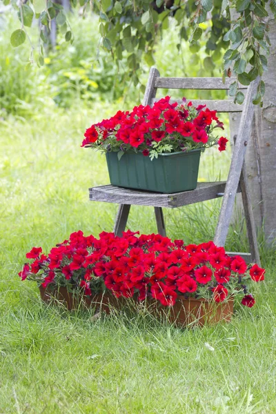 Fleurs Pétunia Rouge Dans Jardin Foyer Sélectif — Photo