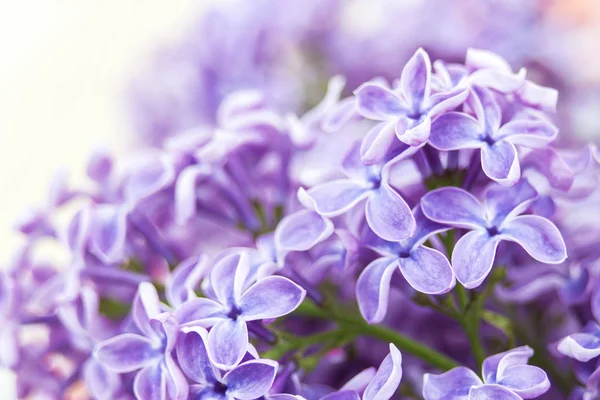 Blommande Lila Blommor Mjukt Fokus Bakgrund — Stockfoto