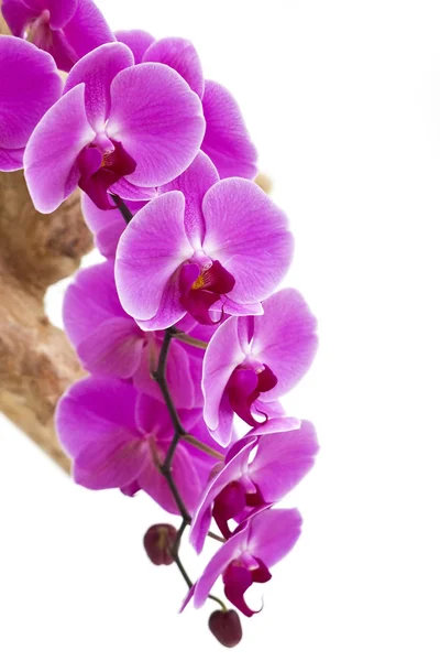 Hermosas Flores Orquídea Púrpura Aisladas Sobre Fondo Blanco — Foto de Stock