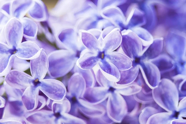 Blooming Lilac Flowers Selective Focus — Stock Photo, Image