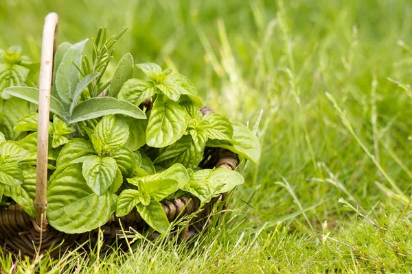 Korg Med Färska Örter Trädgården Selektiv Fokus — Stockfoto