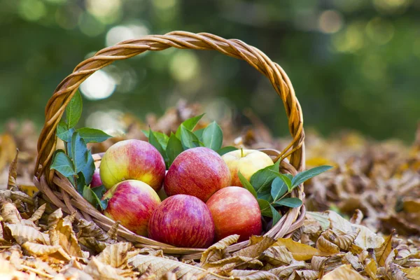 Fresh Apples Basket Autumn Garden — Stock Photo, Image