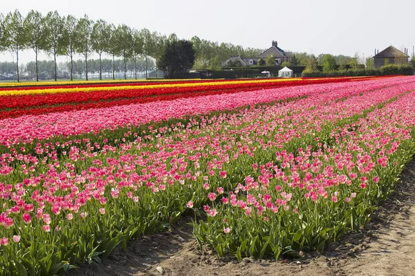 Tulip Field Holanda Enfoque Selectivo — Foto de Stock