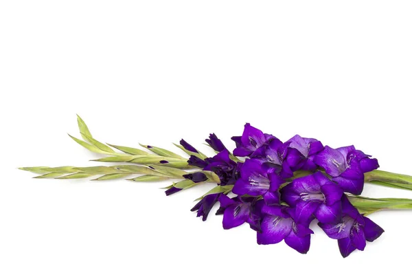 Flores Gladiolo Púrpura Aisladas Sobre Fondo Blanco — Foto de Stock