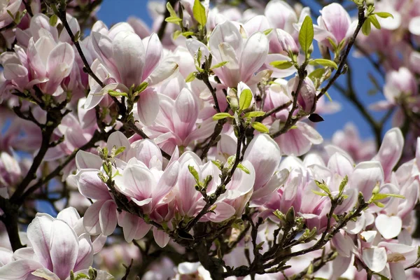 çiçek açan manolya ağacı, seçici odak arka plan