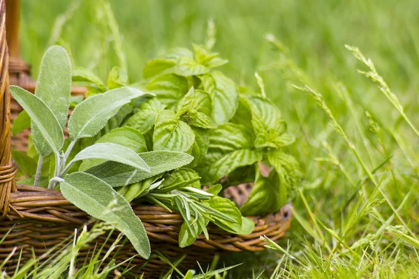 Basket with fresh herbs in garden, selective focus