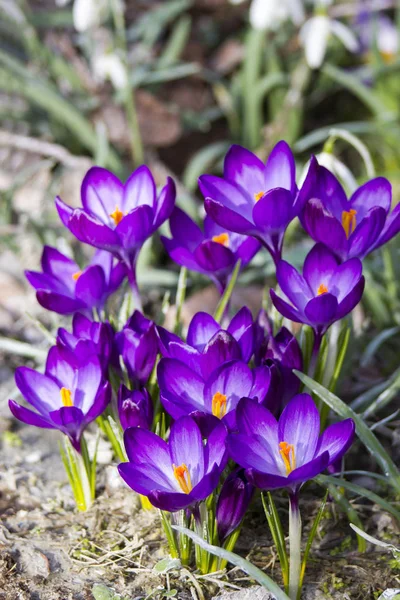 Närbild Vackra Blommande Crocus Blommor — Stockfoto