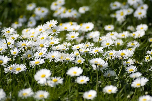 Background Blooming Daisies Selective Focus — Stock Photo, Image