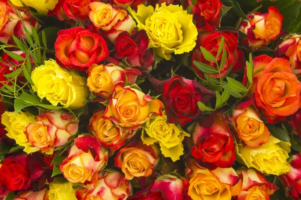 Ramo Rosas Multicolores Marco Completo — Foto de Stock