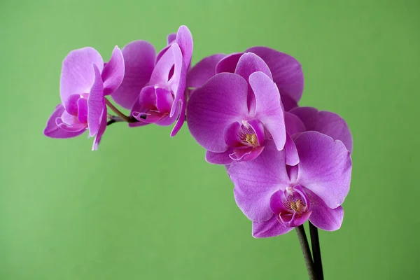 Hermosas Flores Orquídea Púrpura Sobre Fondo Verde — Foto de Stock