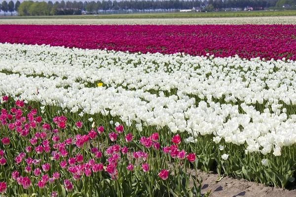 Тюльпановое Поле Нидерландах Селективная Фокусировка — стоковое фото