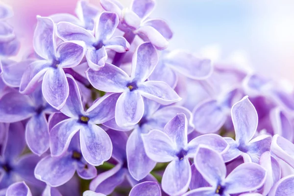 Blommande Lila Blommor Selektivt Fokus — Stockfoto