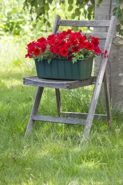 Fleurs Pétunia Rouge Sur Une Vieille Chaise Dans Jardin — Photo