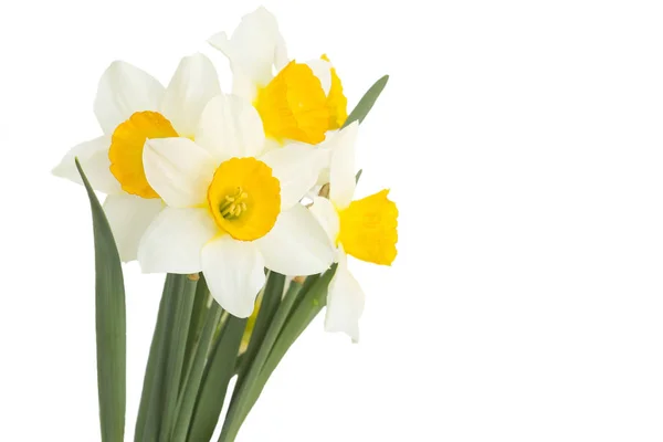 Narcisse Fleurs Isolées Sur Fond Blanc — Photo