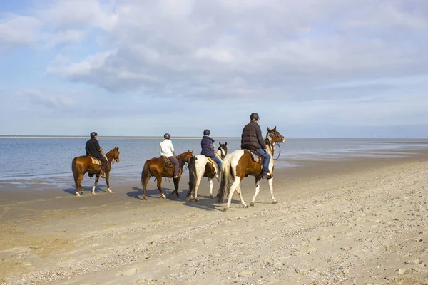 Renners Paarden Het Strand Renesse Zeeland Nederland — Stockfoto