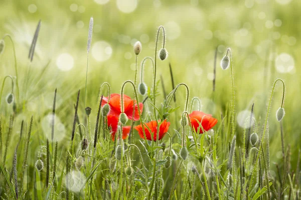 Wild Poppy Flowers Selective Focus — Stock Photo, Image
